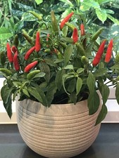 Pepper Hot Quickfire F1 – 3