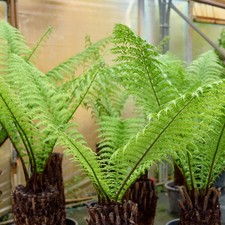 Dicksonia antarctica | New