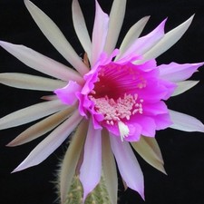 Arthrocereus rondonianus HU