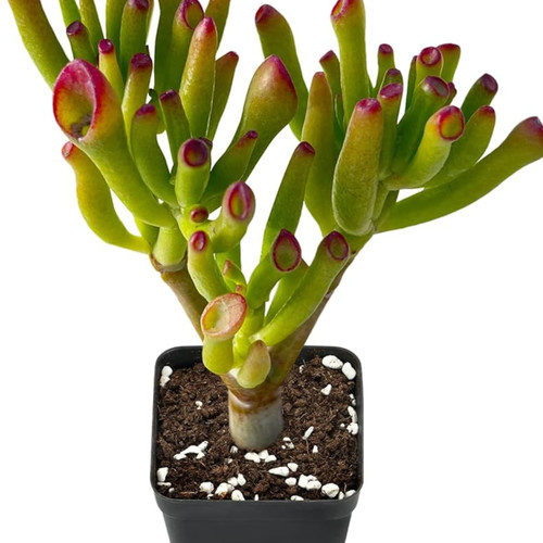 Crassula coral succulent - crassula, ‘coral’