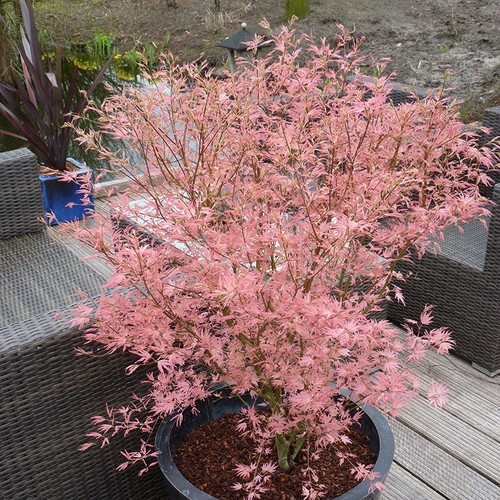 Acer palmatum tree - acer, 'taylor'