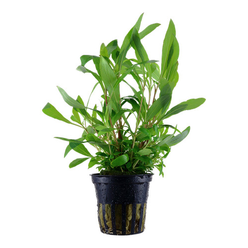 Hygrophila siamensis tropica - hygrophila,