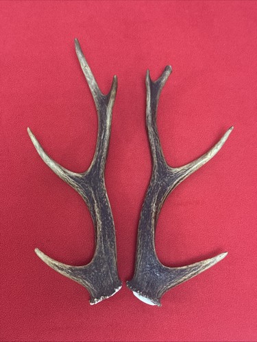 Pair sika deer antlers - sika,