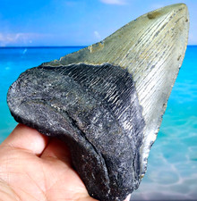 4.42" Inch MEGALODON SHARK STUNNING SERRATED HUGE NATURAL TOOTH  ~ REAL FOSSIL~