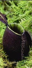 Nepenthes Ampullaria Black