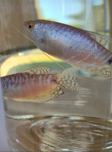 Platinum gouramis duo - duo., size
