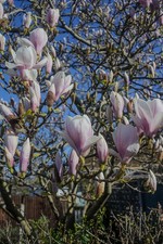 Hanimex 35mm f/2.8 MC Manual