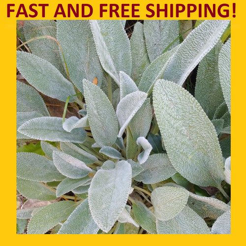 Lamb ear plant - lamb's, plant,