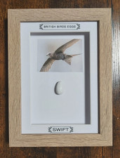 Framed British Birds Eggs