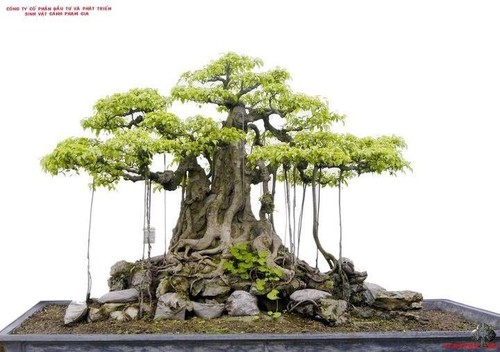 Bansai strangler fig banyan - strangler,