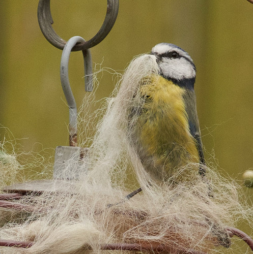 Alpaca bird nesting material - alpaca,