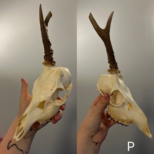 Unicorn roe skull - unicorn, taxidermy