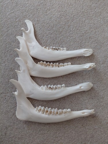 Fallow deer jaw - fallow, bones