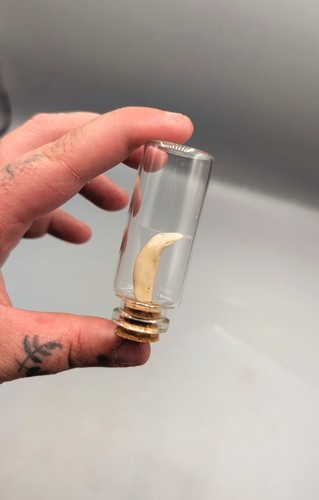 Muntjac deer mini jar skulls - deer,