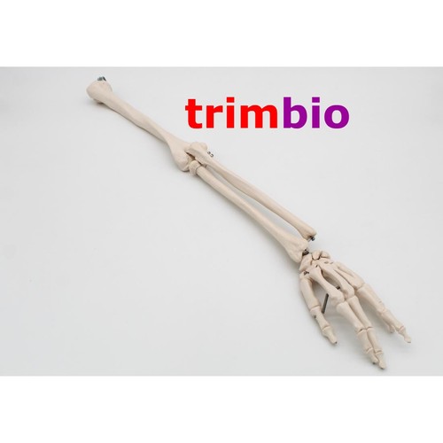 Life size right arm - size,