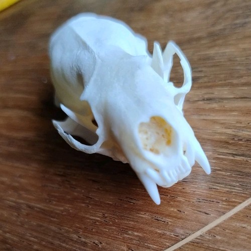 Real mink animal - skull, head