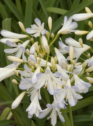 Agapanthus silver baby 2l - agapanthus,