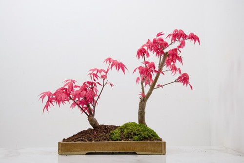 Deshojo japanese twin maple - 'deshojo',