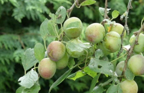 Green plum tree - 5,