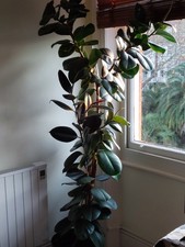 FICUS - RUBBER PLANT LARGE HOUSE PLANT SAUCER NOT INCLUDED