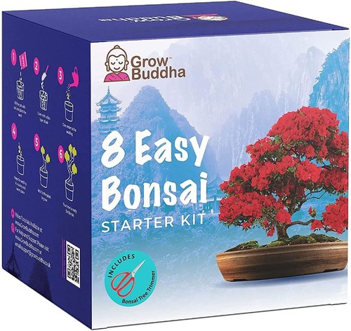 Bonsai tree kit - tree, grow