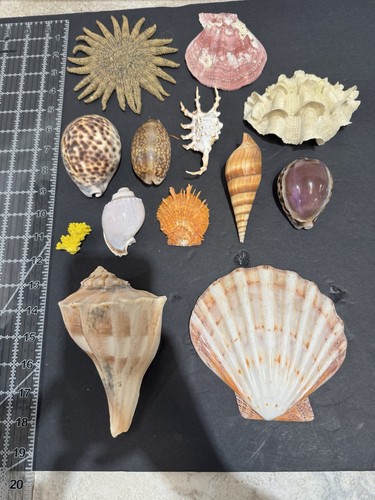 Large vintage seashell - large,