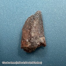 Genuine raptor dinosaur tooth
