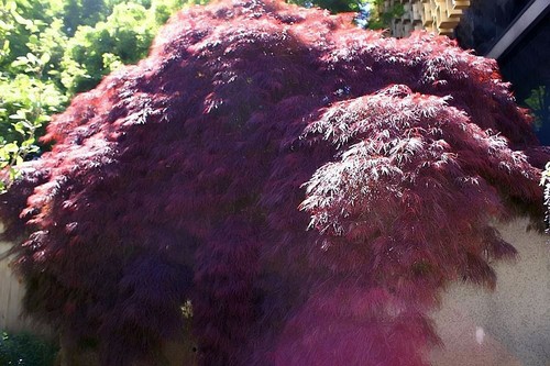 Acer palmatum crimson - palmatum, 'crimson