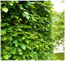 50 Green Beech Hedging Plants 3-4ft Fagus Sylvatica Trees,Copper Winter Leaves