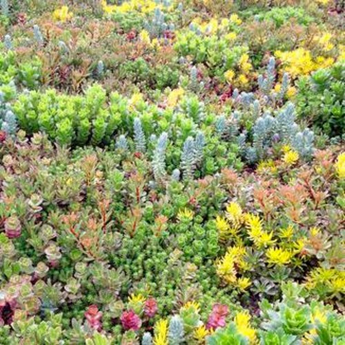 Sedum mixed perennial - 6,