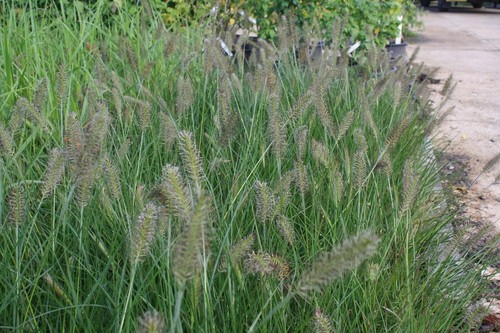 Pennisetum alopecuroides