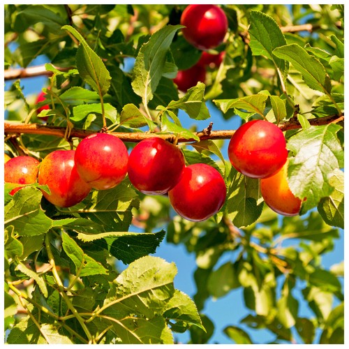 Cherry plum tree prunus - cherry, /