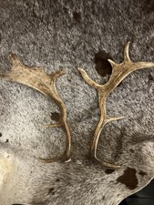 Beautiful Set Of Fallow Deer