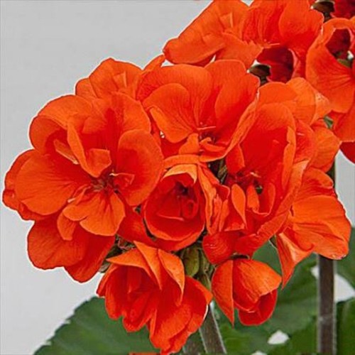 Geranium zonal moonlight - geranium, 'moonlight