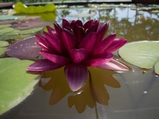 Nymphaea Almost Black Dark Red