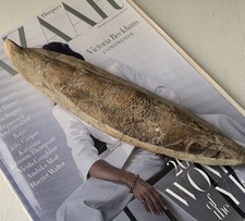 Racholepis Brazilian Fossil Fish Cretaceous Stone Approx 110 Million Years Old