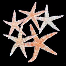 Orange Starfish 7 to 9 cm for