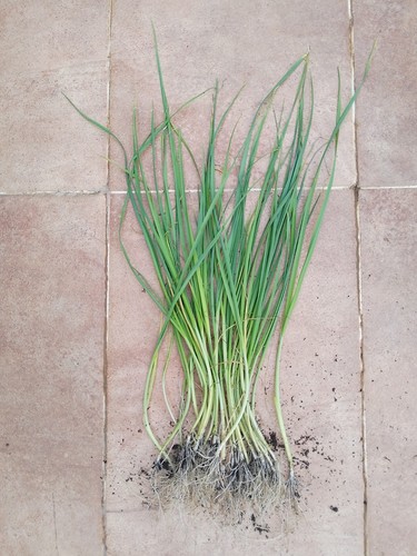 Bare rooted leek plug - bare,