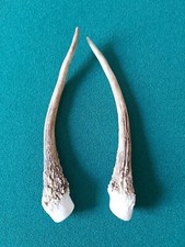 Fallow Pricket Deer Antlers x