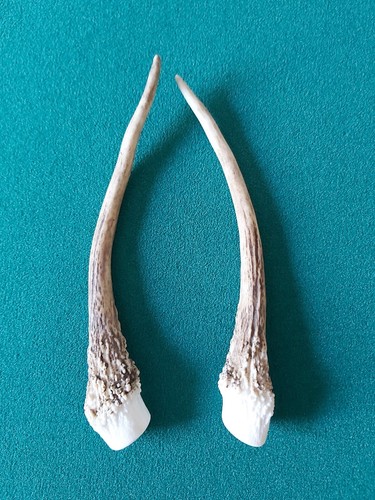 Fallow pricket deer antlers - pricket,
