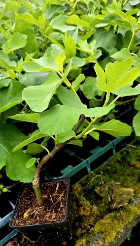 Ficus carica brown turkey - 'brown, turkey'