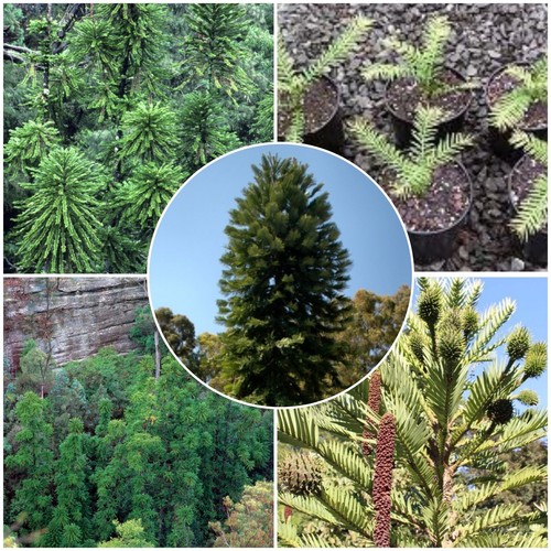 Wollemi pine fresh tested - fresh,