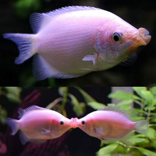 Pink kissing gourami - gourami, live