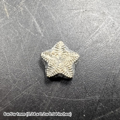 Crinoid star fossil - , oxford