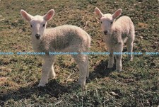 D227285 Suffolk Lambs J Arthur