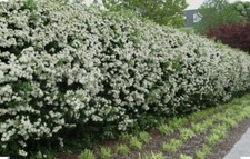 200 Hawthorn Quickthorn Hedging 40-60cm Native Plant Crataegus Wildlife Friendly