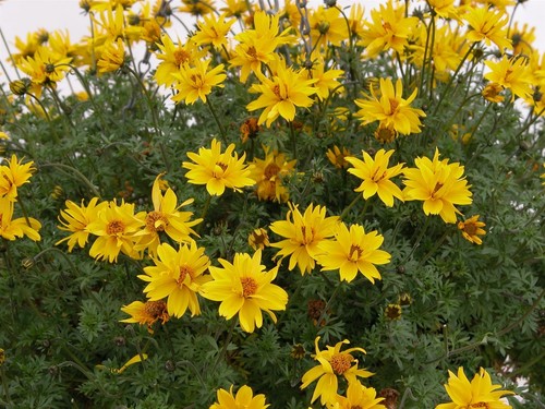 Flower bidens gold - flower,