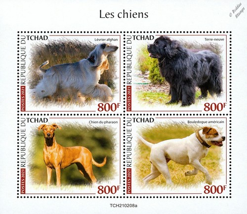 DOGS