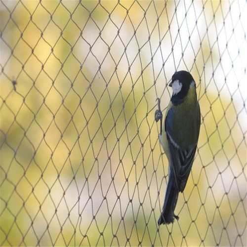Pond cover net - cover, fish