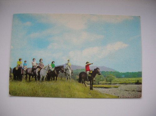 Pony trekkers the scottish - pony,